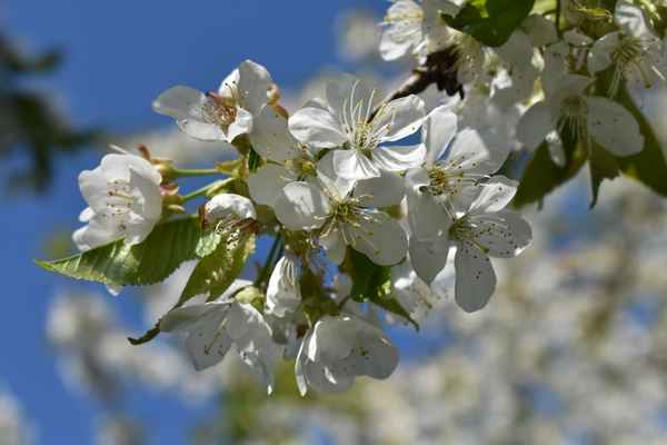 Kirschblütenkranz groß