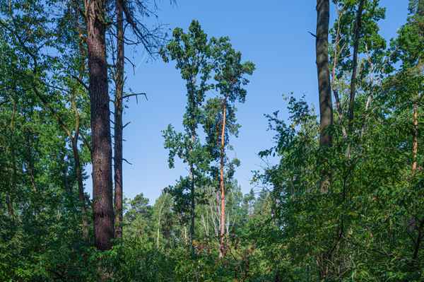Waldlichtung