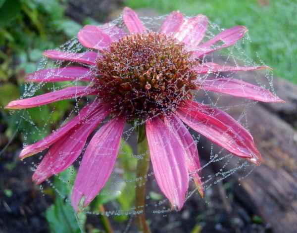 Altweibersommer
