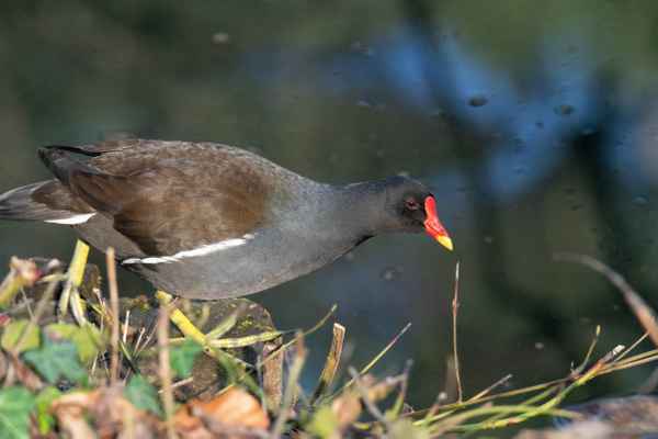 Teichhuhn/Teichralle