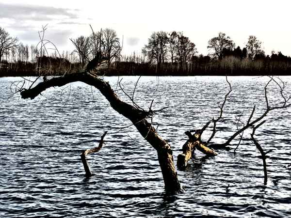 Rantzauer See-Äste aus dem Wasser