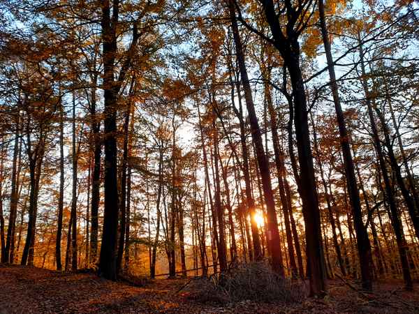 Herbstwald