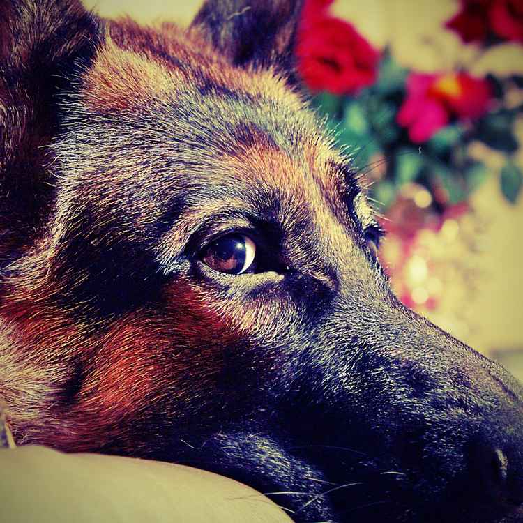 Schäferhund