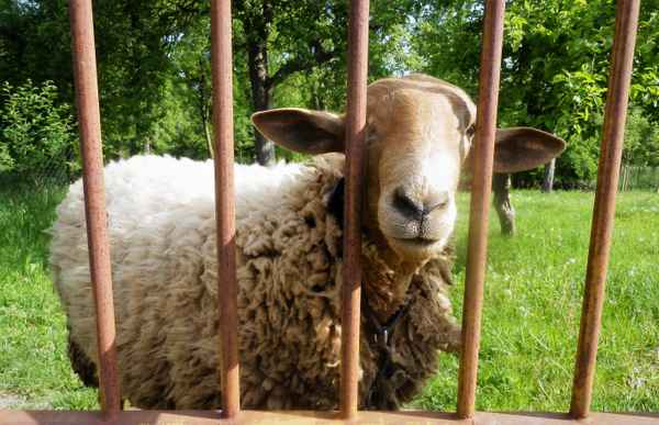 COBURGER FUSCHSSCHAF (Bock)