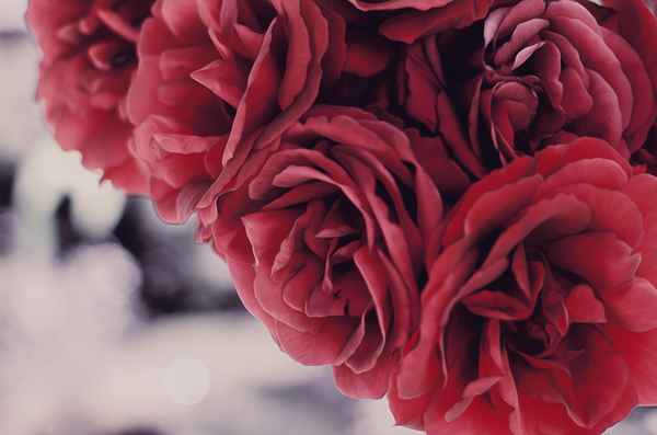 Rote Rosen