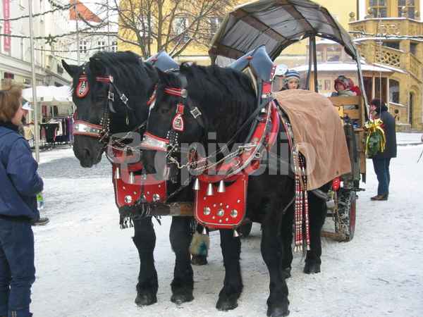 Kutschpferde