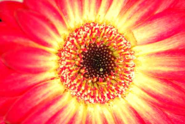 Gerbera
