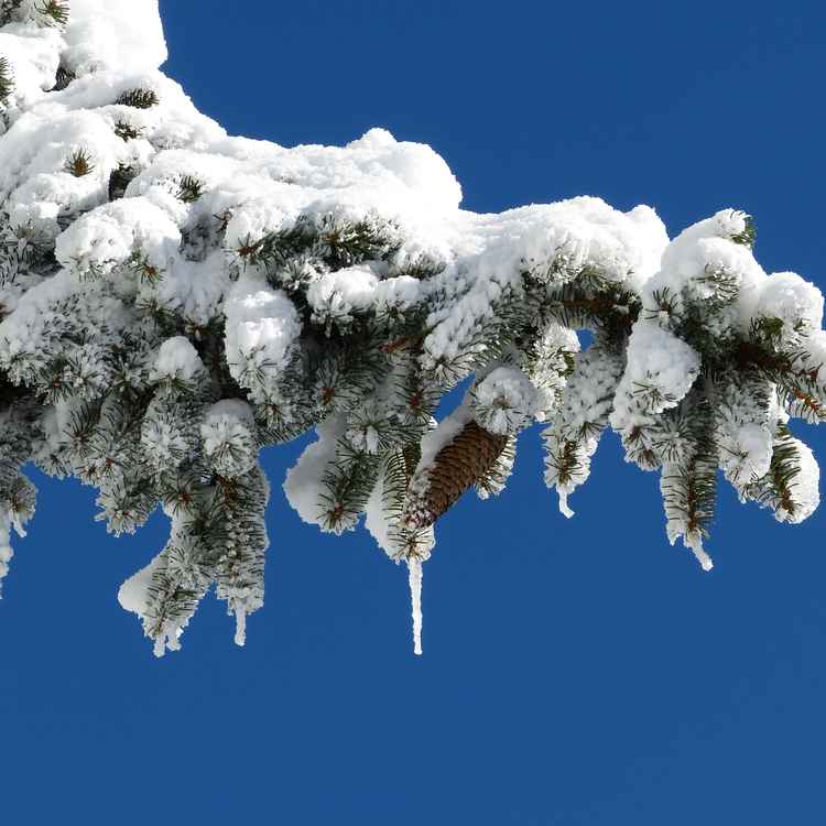 Ueberzuckerter Weihnachtsgruss