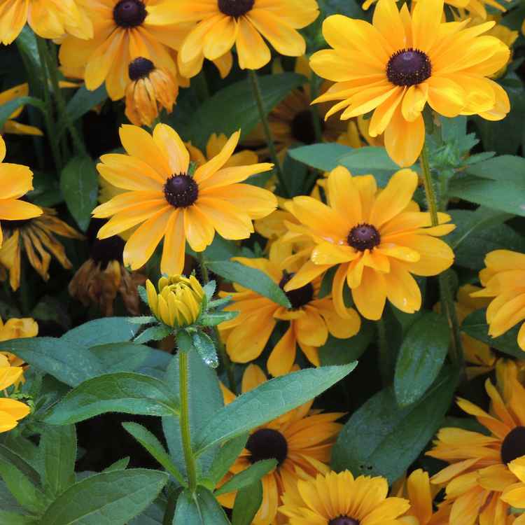 Sommerblumen