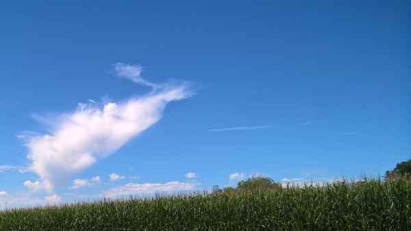 Wolken über Maisfeld