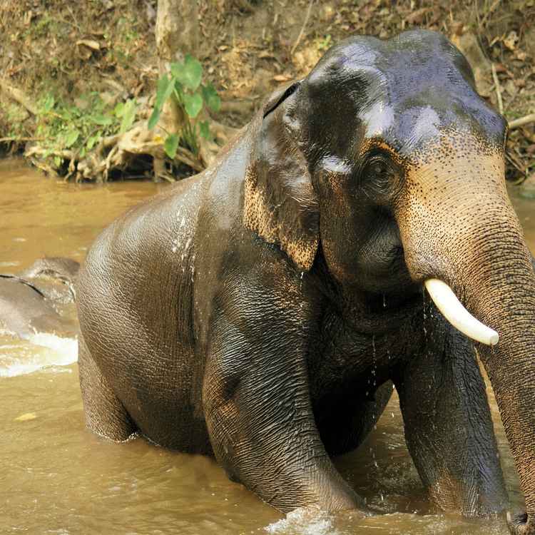 Der Indische Bruder des Chang