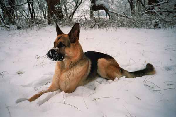 Schneenase