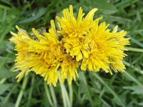 Naturwunder-Löwenzahn_6 auf einem Streich III