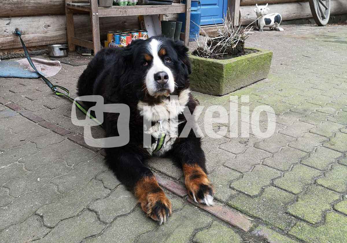Ein lieber Hofhund