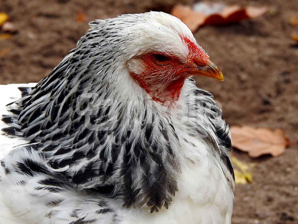 Huhn