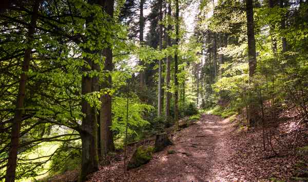 Waldwanderweg im Mai_4