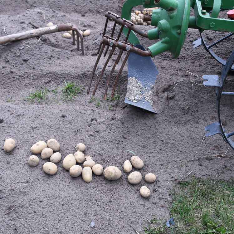 Kartoffelsetzmaschine