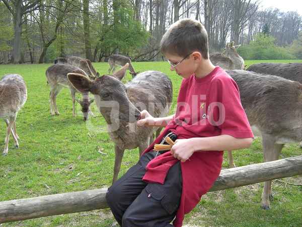 Fabian füttert ein Reh