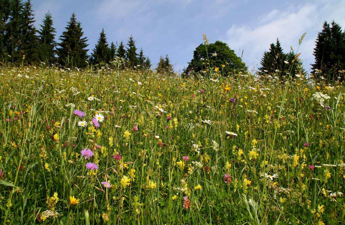 Sommer kunterbunt 04