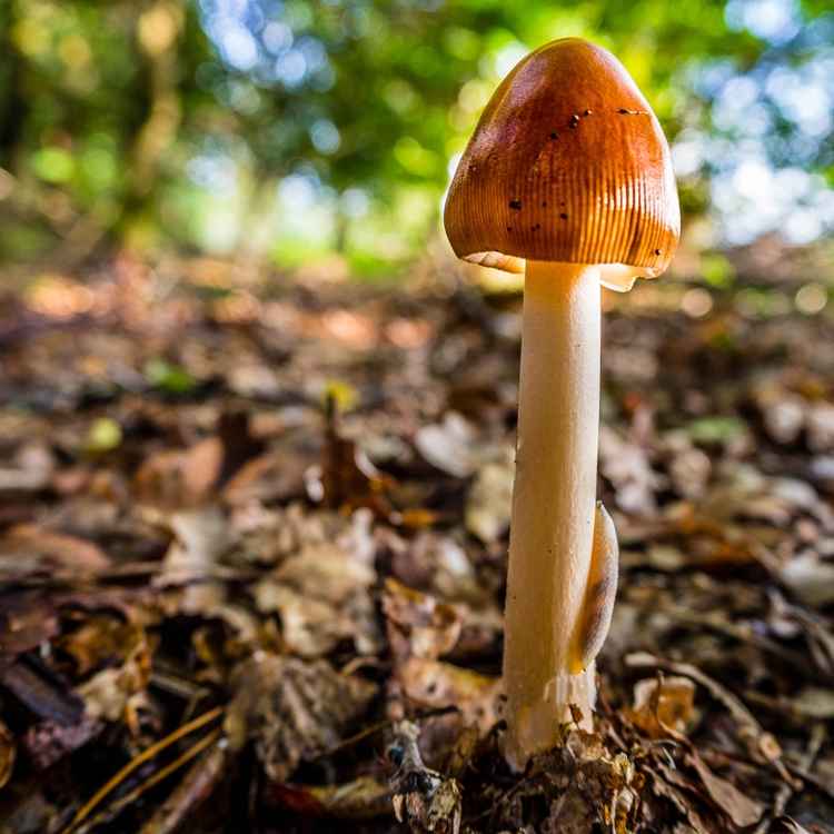 ...es ist wieder Pilzzeit...