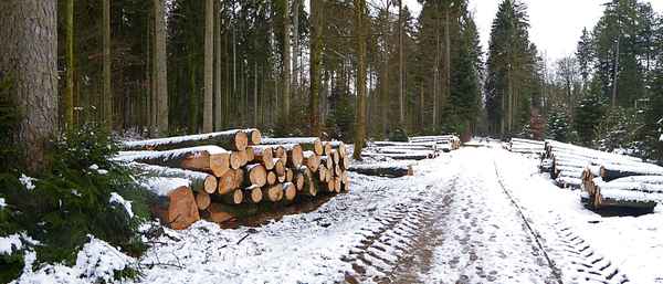 Holzschlag