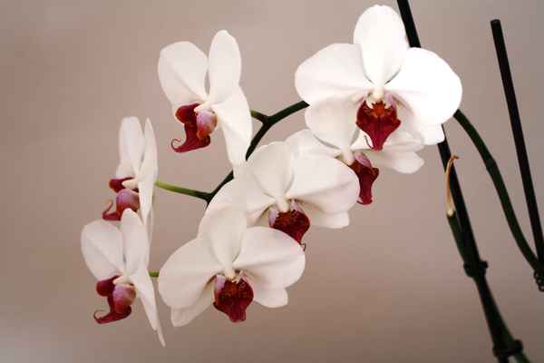 Weiße Orchidee