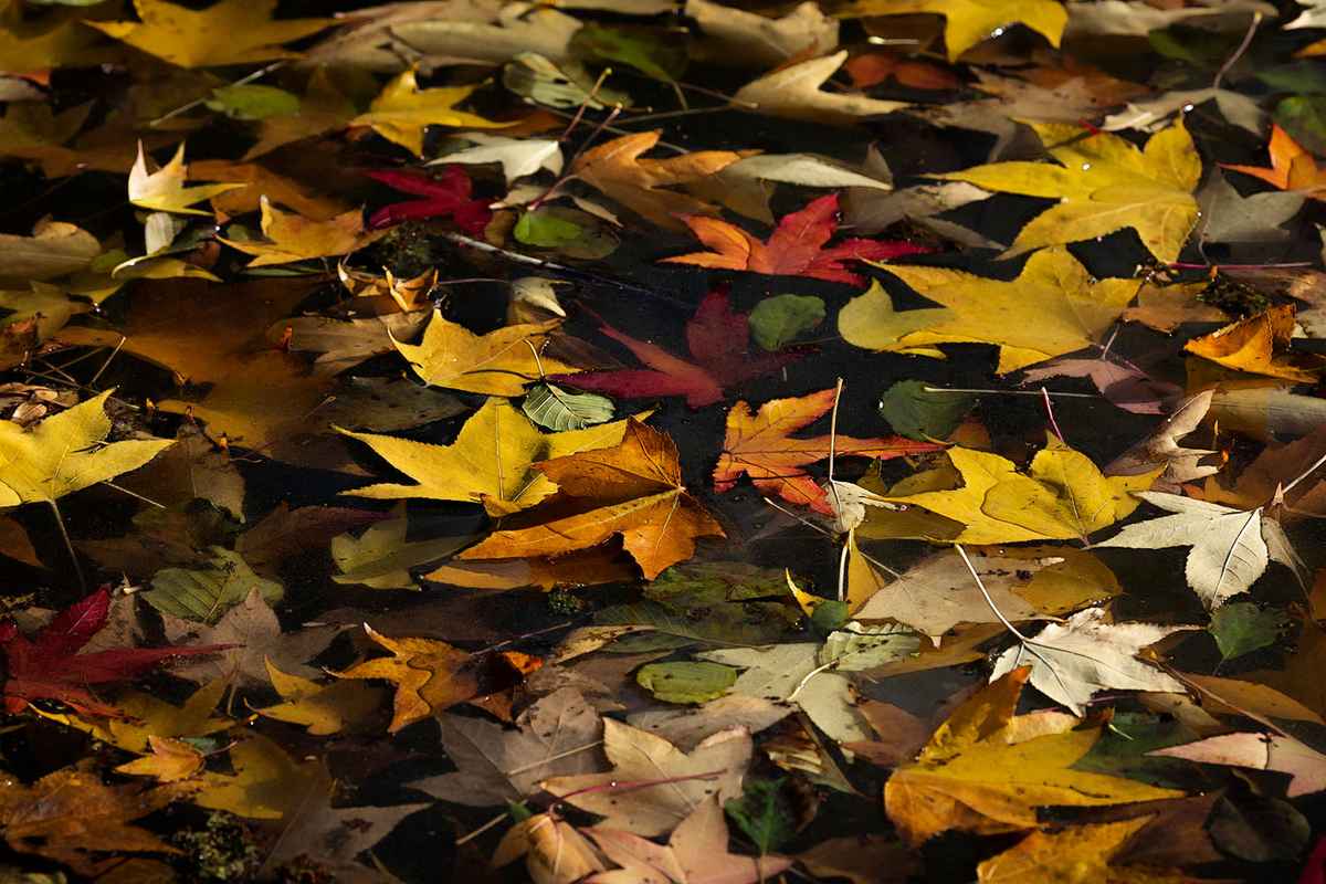 Schwimmende Herbstblätter