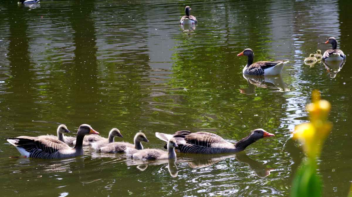 Graugansfamilien