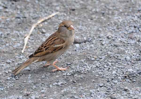 ...ein aufmerksamer Spatz