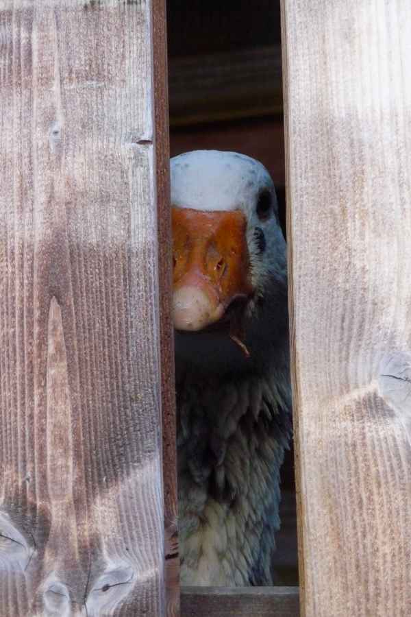 "Ist St. Martin rum?"