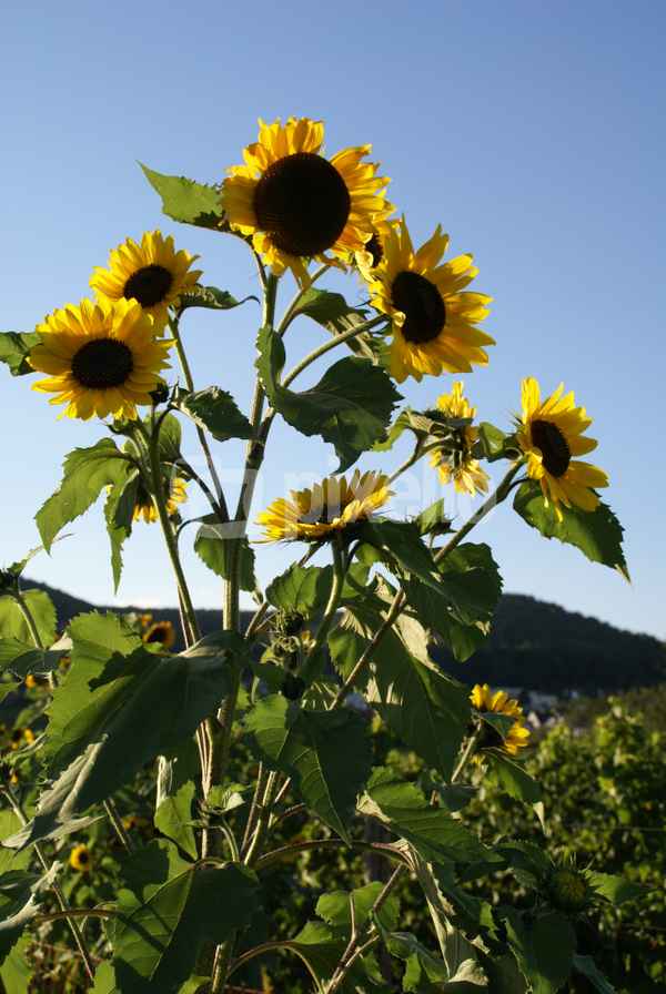 Sonnenblumen in der Pfalz