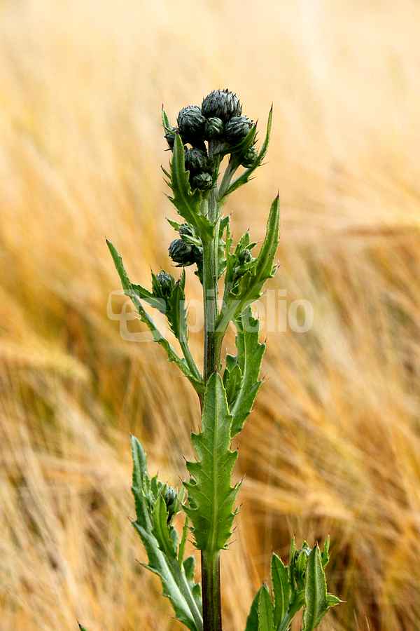 Distel im Kornfeld