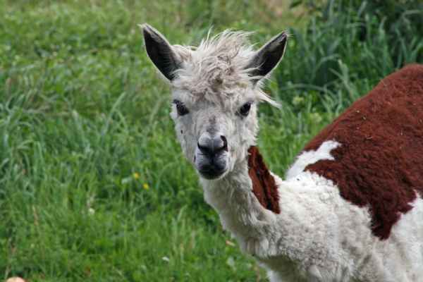 Lama II