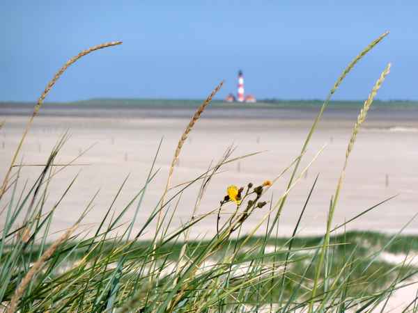 Gräser auf Düne in St. Peter-Ording