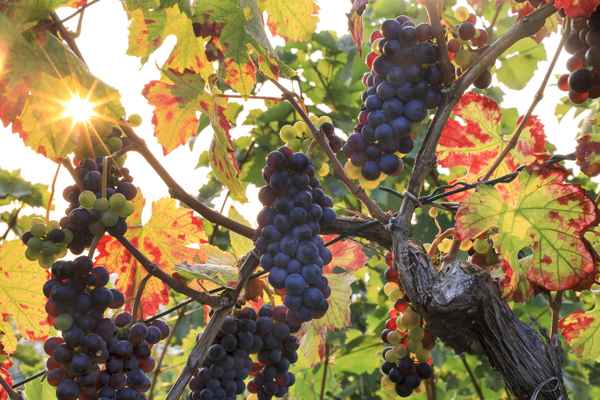 Goldener Weinherbst