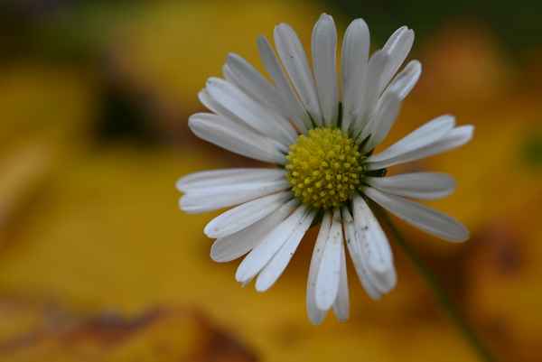 Gänseblümchen im Herbst