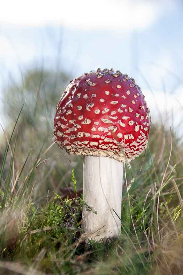 Fliegenpilz in der Lüneburger Heide