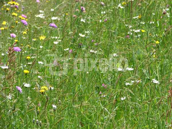 Blumenwiese II