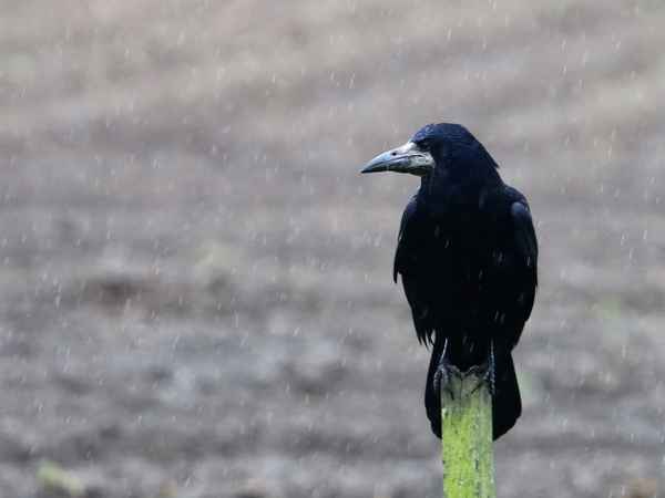 bei dem dauerregen bekomm ich schlechte laune