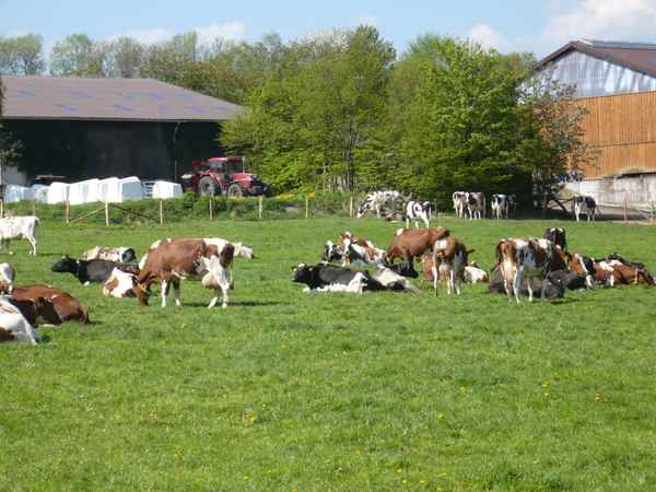 Rinder im Sauerland