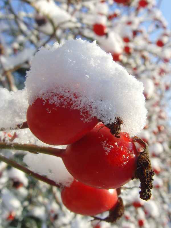Schneehütchen-Hagebutten