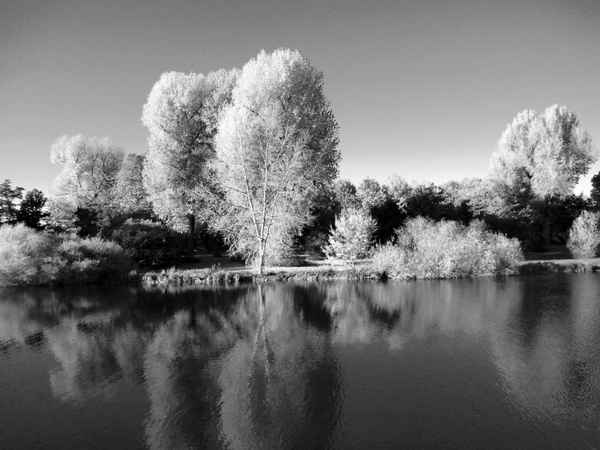 Herbstbäume in schwarz-weiss