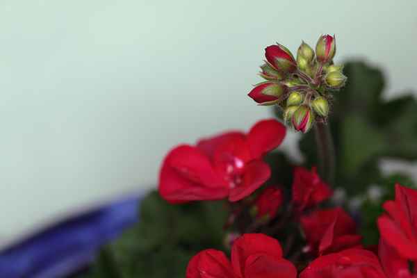 Rote Geranie