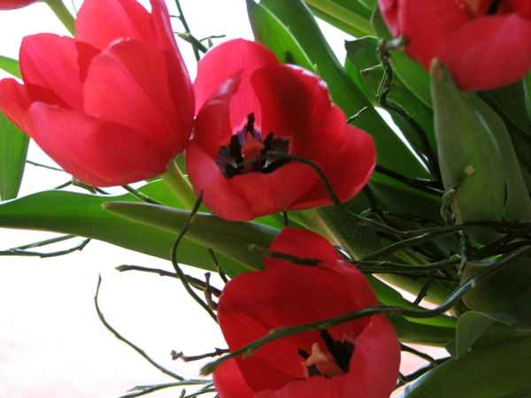 Rote Tulpen