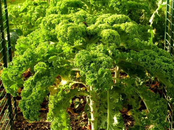 Grünkohl - Ganz frisch