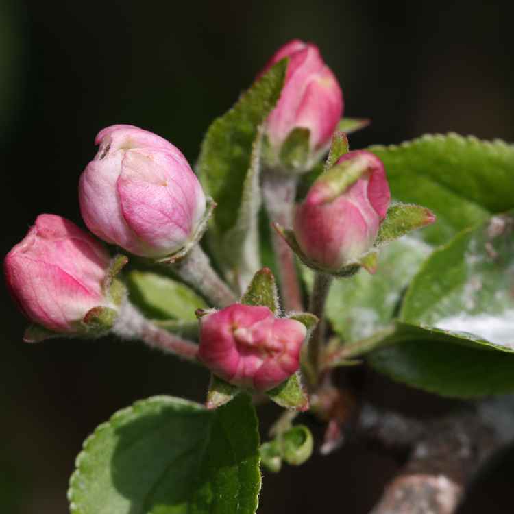 Apfelblüte im April, Nahaufnahme