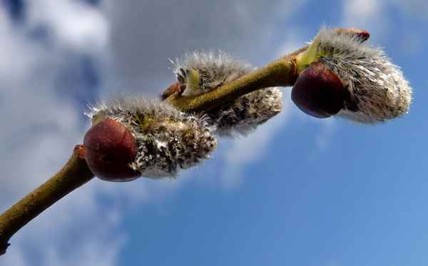 Weidenkätzchen