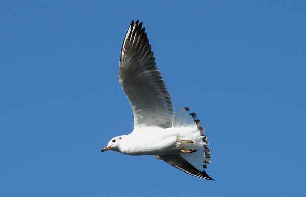 Überflieger