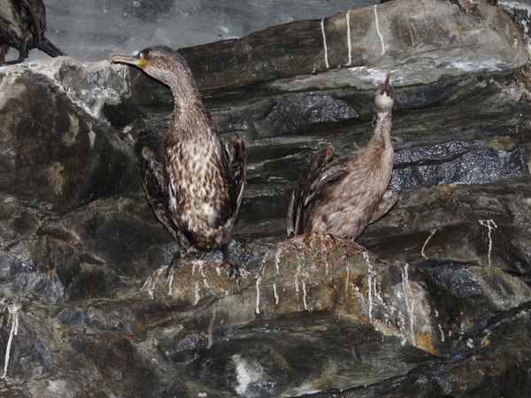 Vögel der Arktis 3