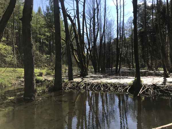 Biberdamm / Foto: Alexander Hauk